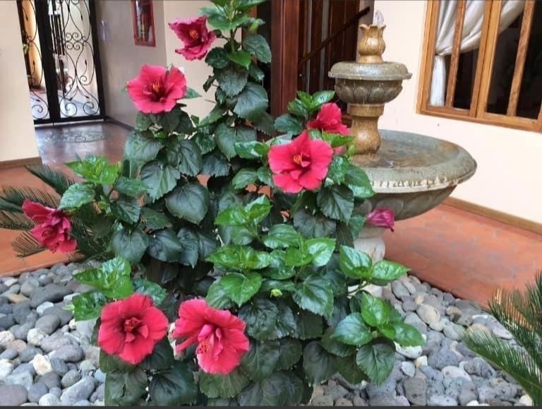 Casa Hibiscus Boutique Hotel Cuenca Luaran gambar